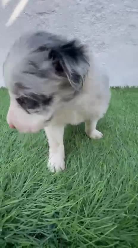 Border Collie perros en venta: Border Collie merle blue - Video 1