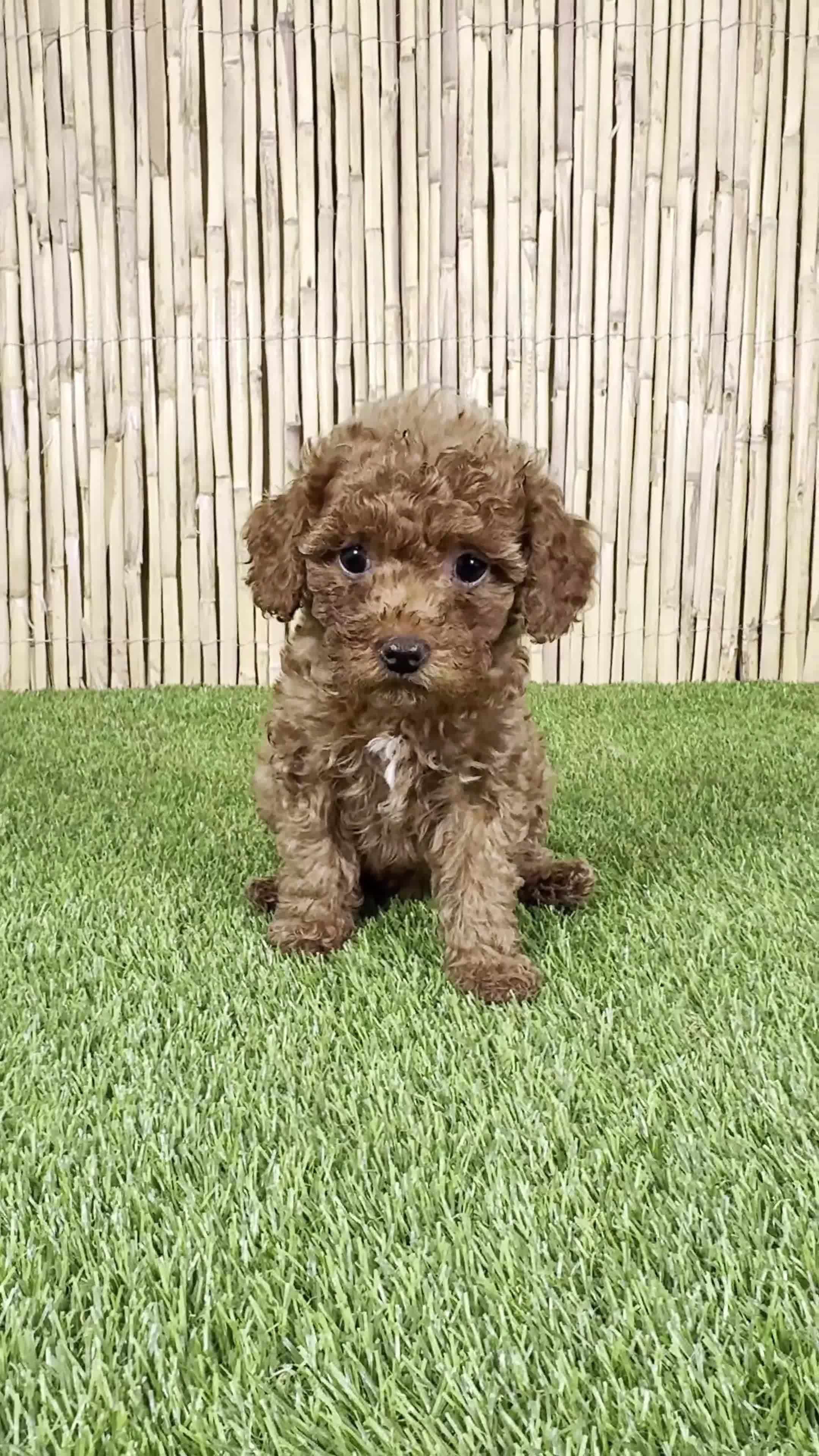 Caniche Toy perros en venta: CANICHE TOY  - Video 1