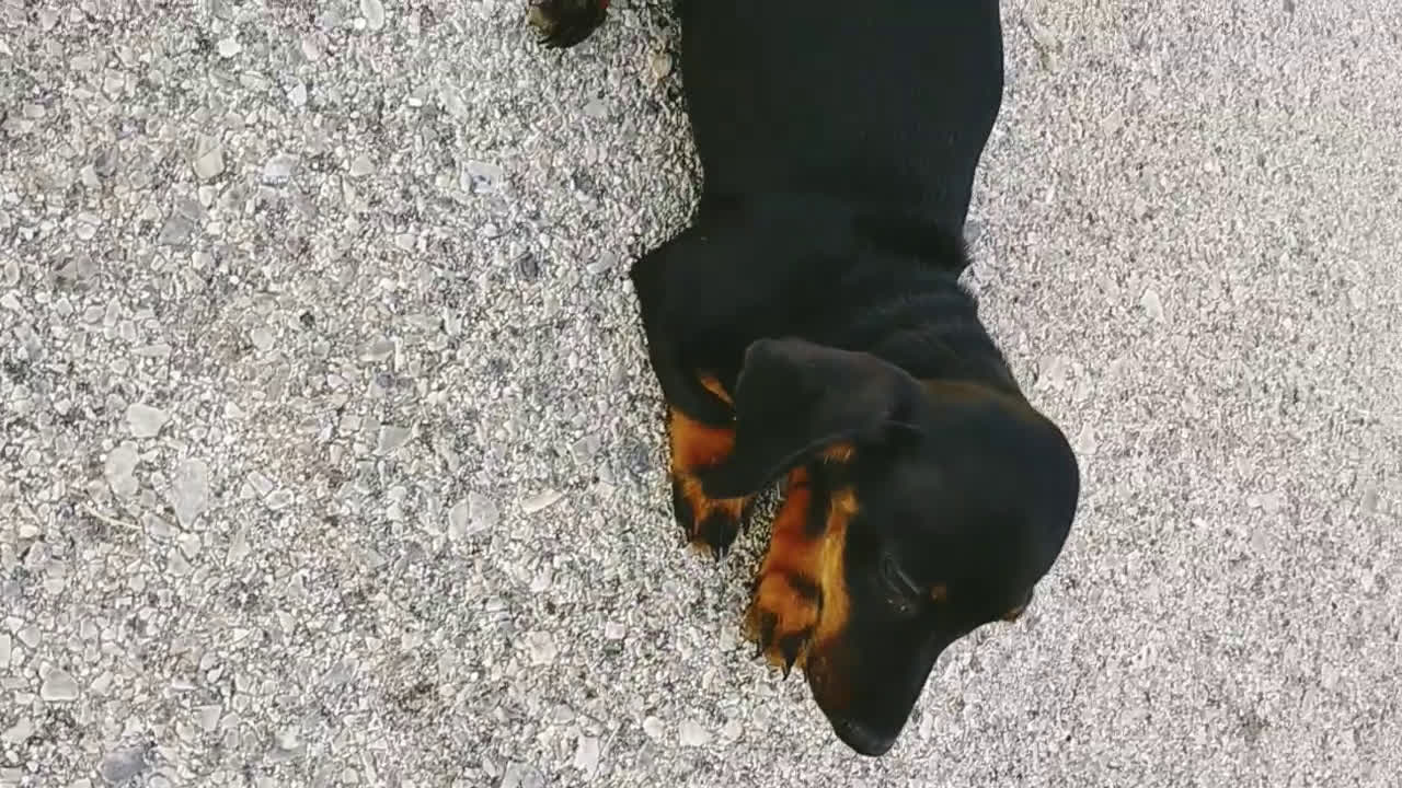 Teckel Miniatura perros en venta: Machitos de teckel  - Video 1