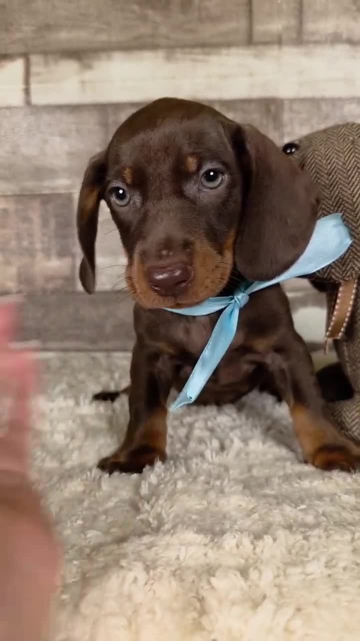 Teckel perros en venta: TECKEL MINIATURA Y KANINCHEN  - Video 5