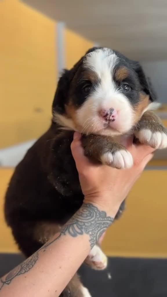 Boyero de Berna perros en venta: ÚLTIMA HEMBRA BOYERO DE BERNA PARA RESERVAR - Video 1