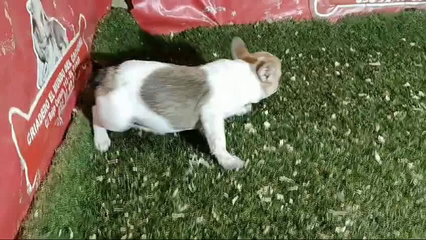 Bulldog Francés perros en venta: CAMADA DE BULLDOG FRANCES en Madrid - Video 3