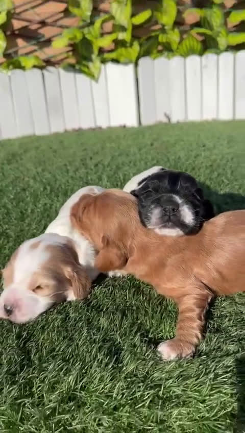 Cocker Spaniel Inglés perros en venta: COCKER SPANIEL INGLES - Video 3