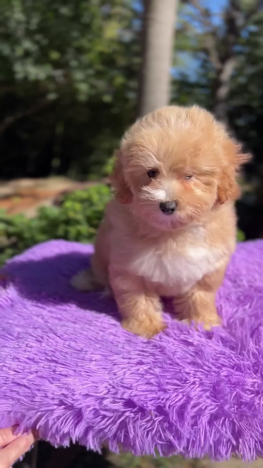 Maltipoo perros en venta: Maltipoo hembra  - Video 1