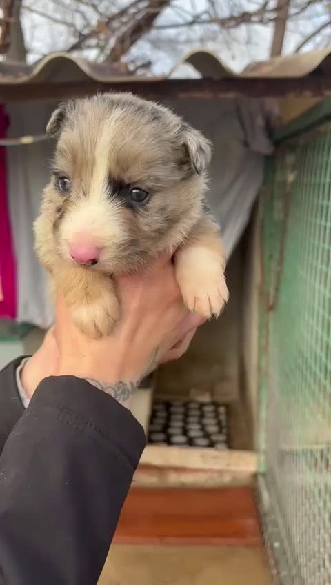 Border Collie perros en venta: Preciosa camada Border Collie reserva ya el tuyo - Video 3
