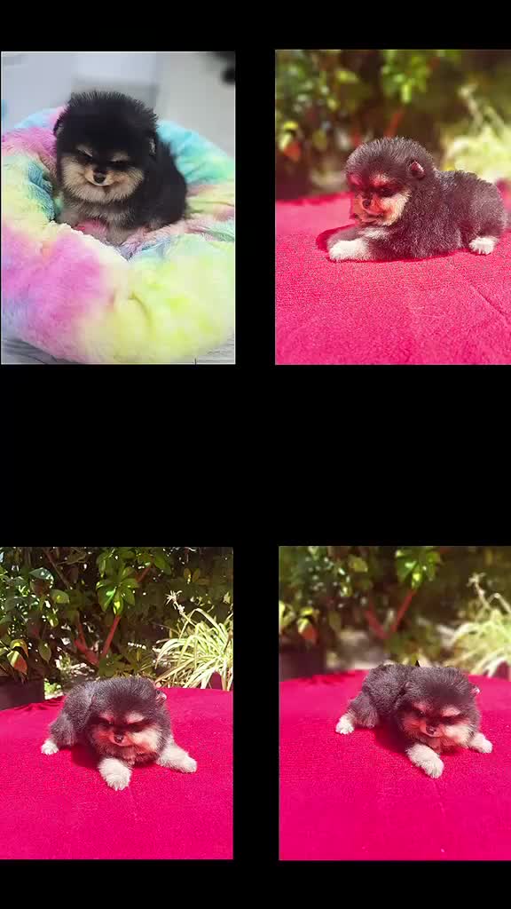 Pomerania perros en venta: Pomerania - Video 2