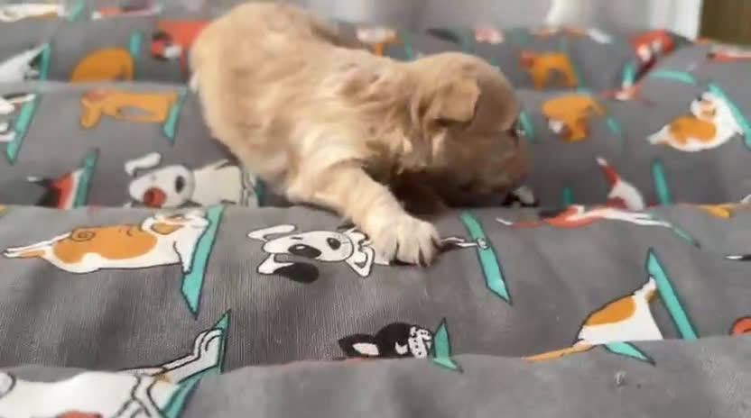 Maltipoo perros en venta: Camada de maltipoo nacionales  - Video 3