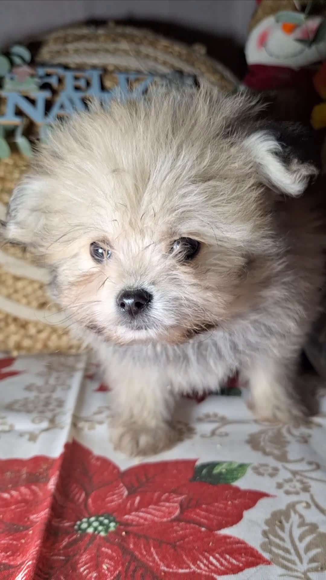 Raza Mixta perros en venta: MALTIPOO  - Video 1