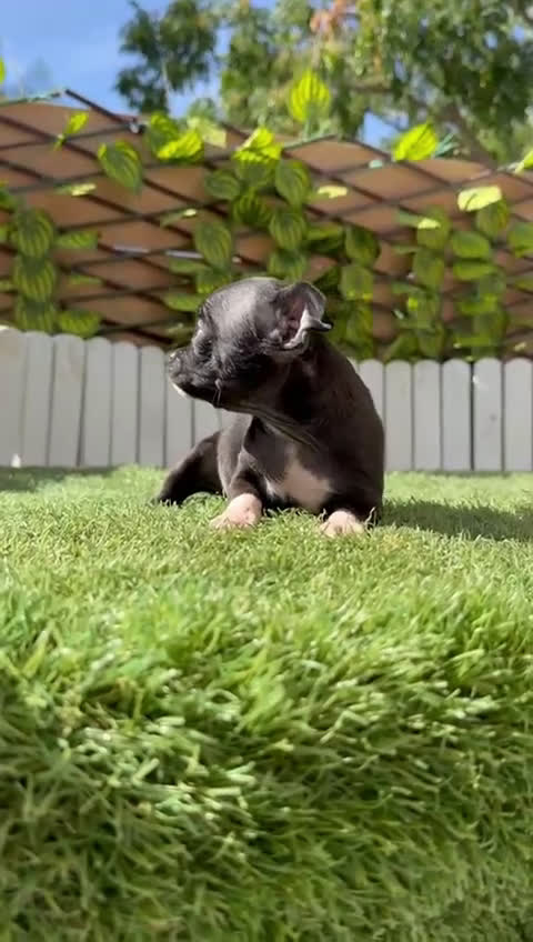 Chihuahua perros en venta: CHIHUAHUA HEMBRA - Video 1