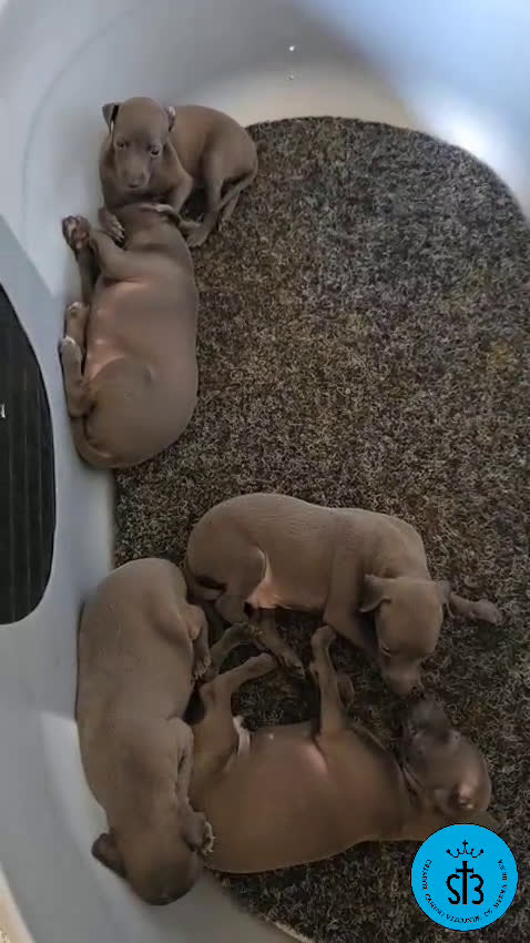 Pequeño Lebrel Italiano perros en venta: PICCOLLO LEBREL ITALIANO PEDEGREE (LOE) - Video 1