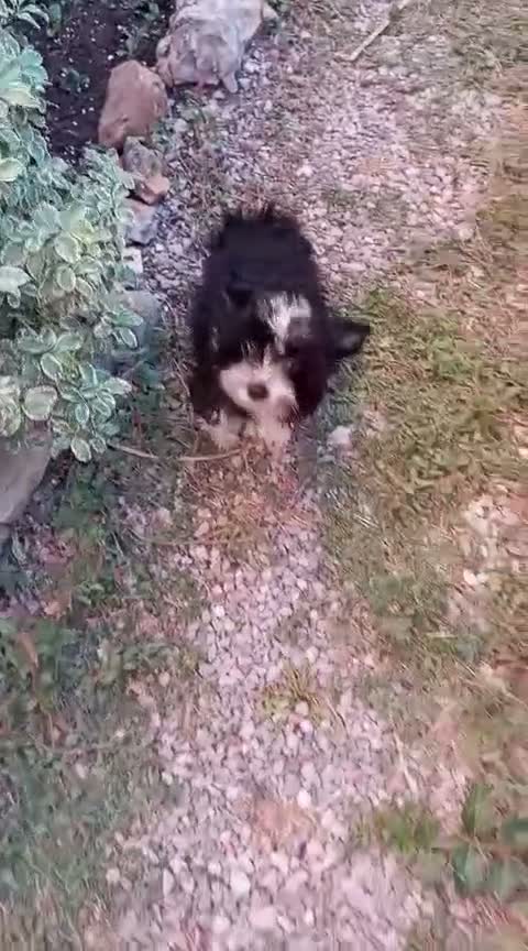 Biewer Yorkshire Terrier a la Pom Pon perros en venta: Cachorros Yorkshire chocolate - Video 1