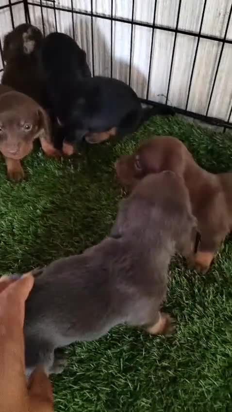Teckel Miniatura perros en venta: Camada de Teckel miniatura - Video 1
