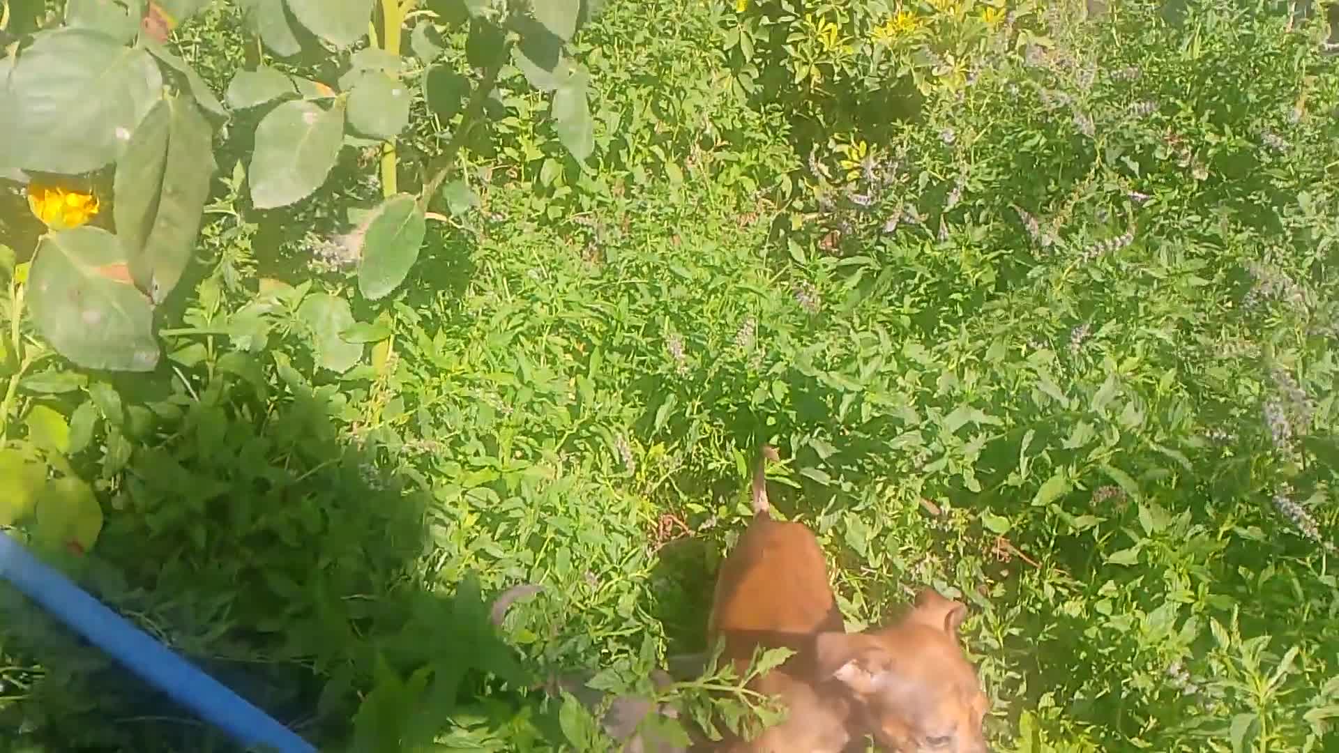 Raza Mixta perros en venta: Greyhuahua solo quedan los Merle y uno marrón  - Video 2