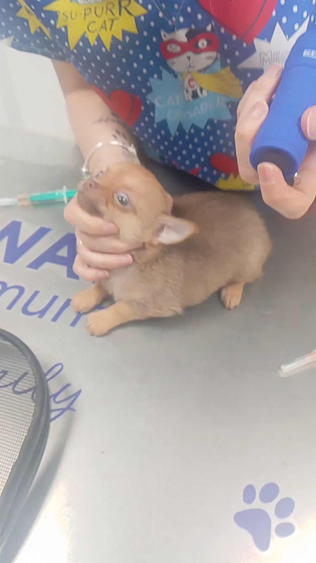 Chihuahua perros en venta: Última chihuahua con pomerania 500€  - Video 1