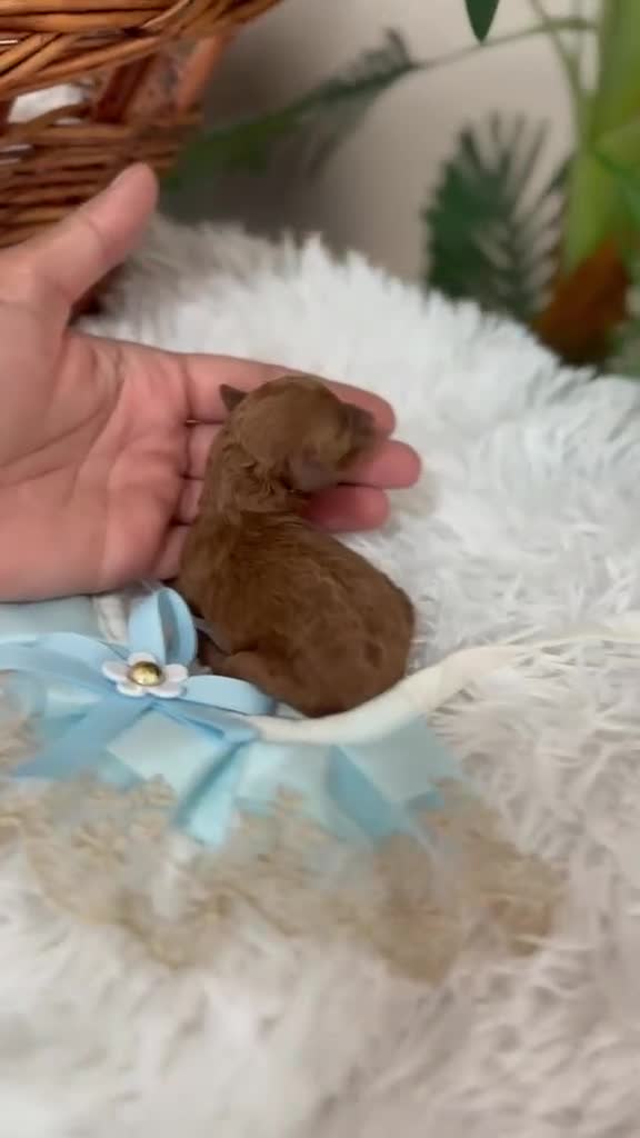 Caniche Toy perros en venta: CANICHE TOY MACHO - Video 1