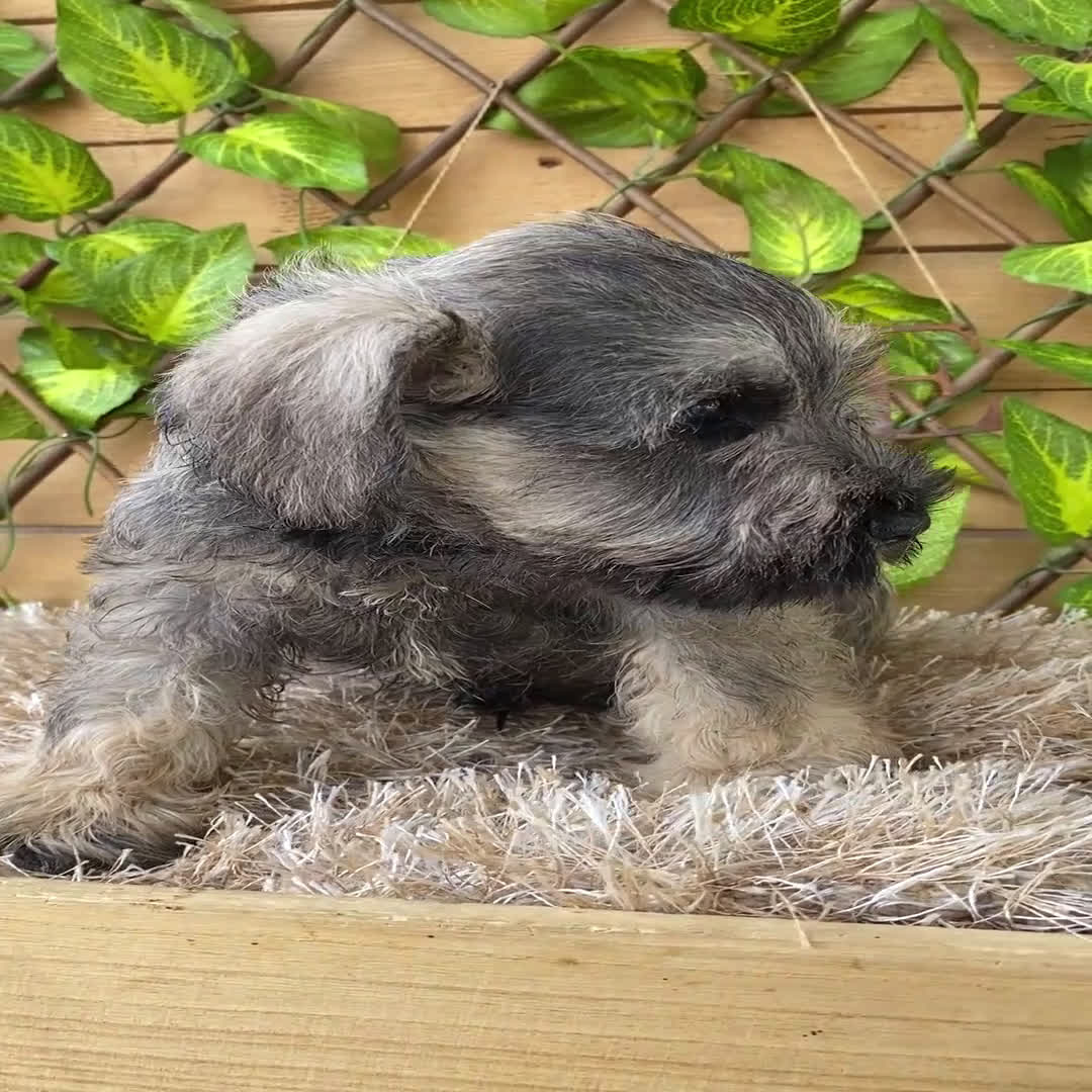 Schnauzer Miniatura perros en venta: Camada de Mila - Video 5