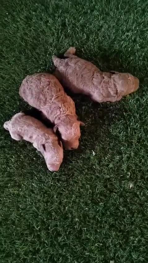 Caniche Toy perros en venta: Última Caniche Toy Apricot disponible - Video 1