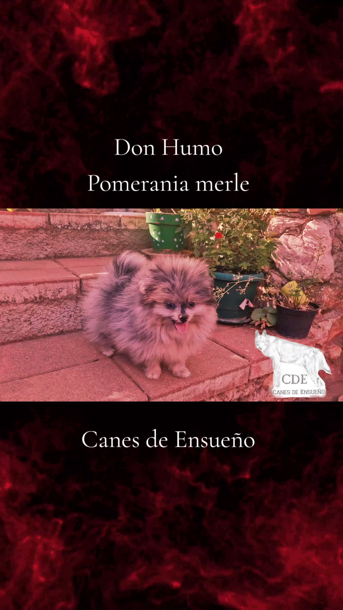 Pomerania perros en venta: Pomerania merle ojos dispares 50% línea rusa - Video 1