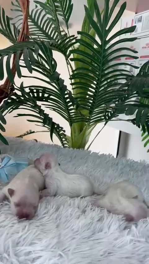 Bichón Maltés perros en venta: BICHON MALTES 100% COREANO - Video 1