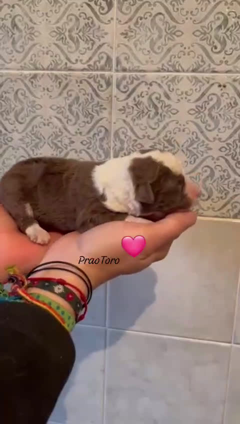 Perro de Agua Español perros en venta: Cachorros de perro de agua - Video 2