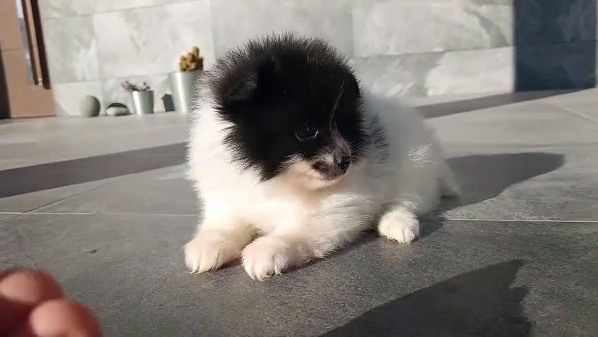 Pomerania perros en venta: Pomerania  - Video 1