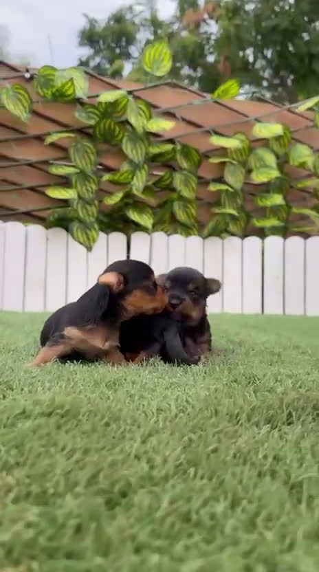 Yorkshire Terrier perros en venta: YORKSHIRE TERRIER MACHOS - Video 5