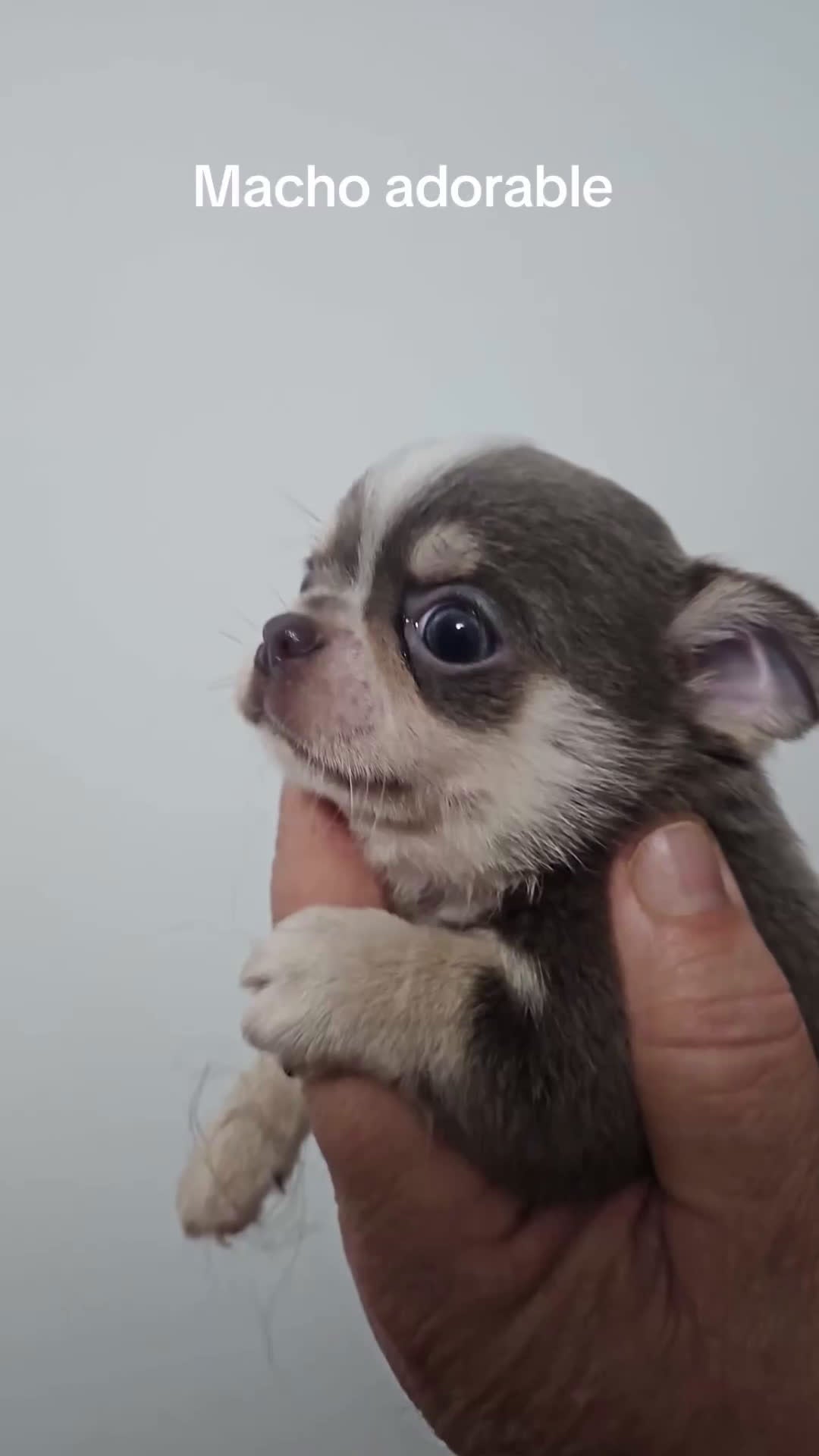 Chihuahua perros en venta: Chihuhua blue - Video 1