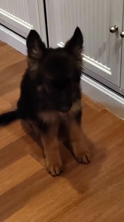 Pastor Alemán perros en venta: Último Cachorro  disponinle!! - Video 1