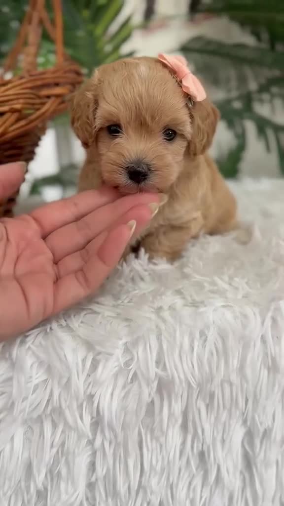 Maltipoo perros en venta: MALTIPOO HEMBRA - Video 2