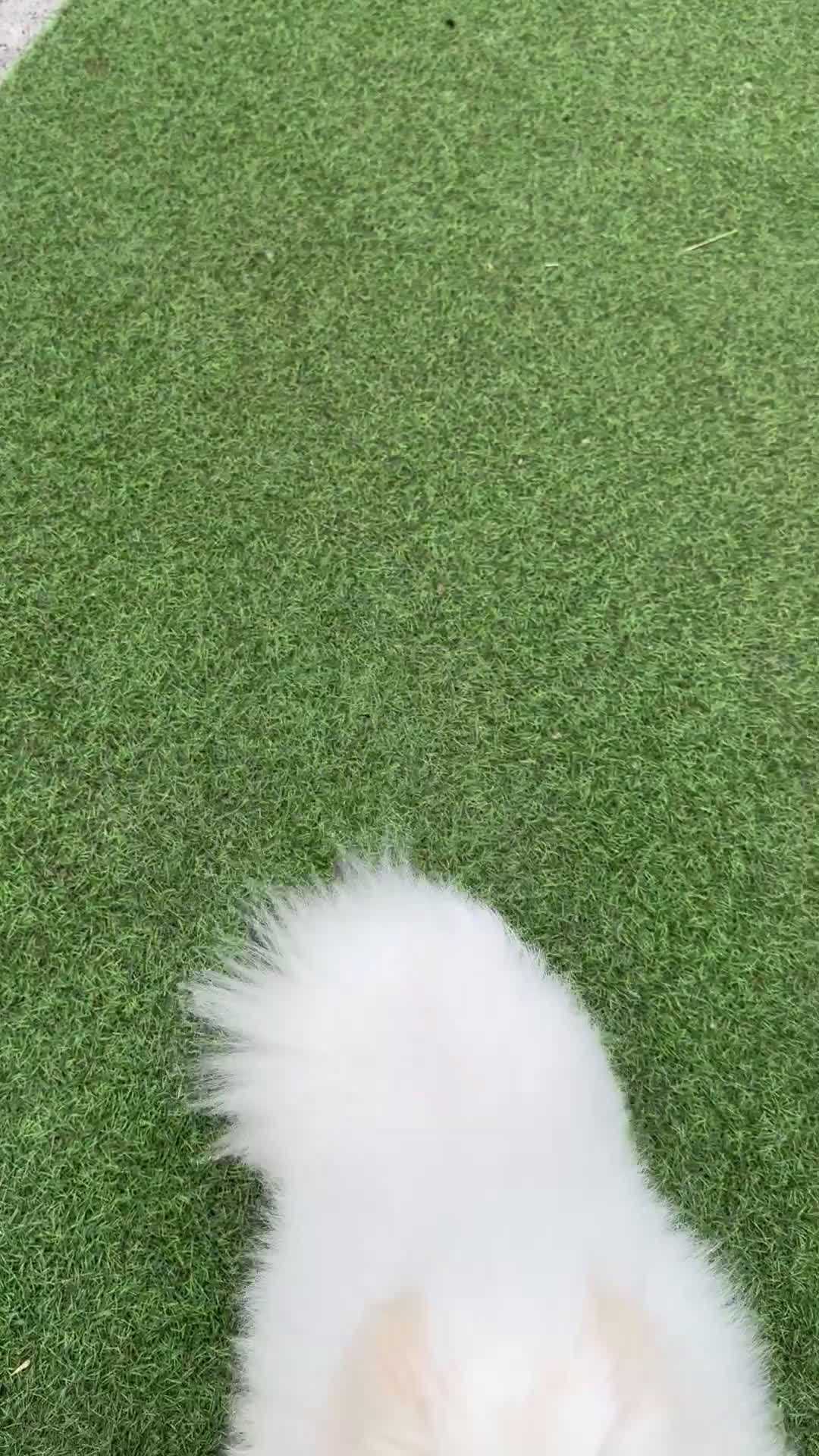 Pomerania perros en venta: Precioso macho  pomerania - Video 2