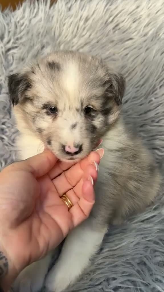 Perro Pastor de las Shetland perros en venta: Shetland macho merle - Video 1