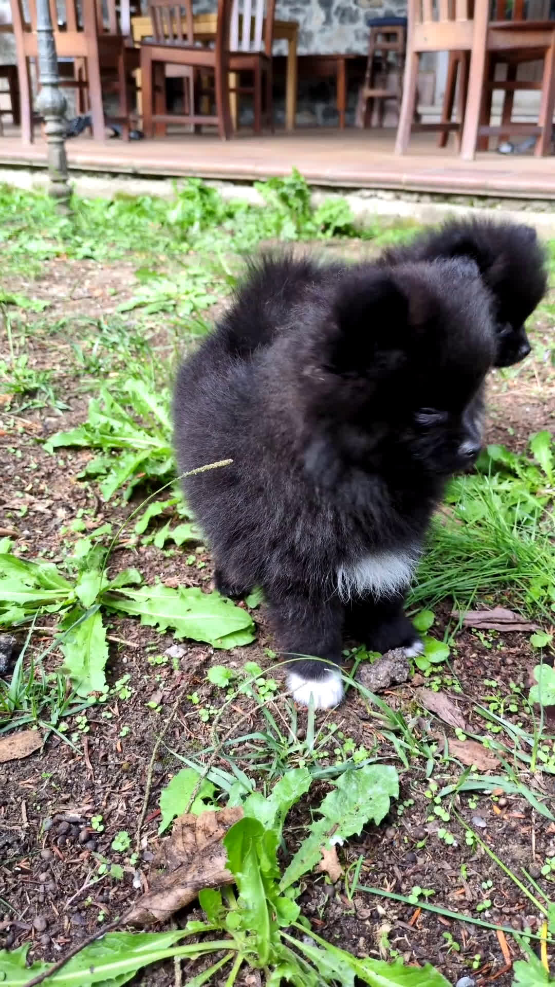 Pomerania perros en venta: Camada de pomerania - Video 3