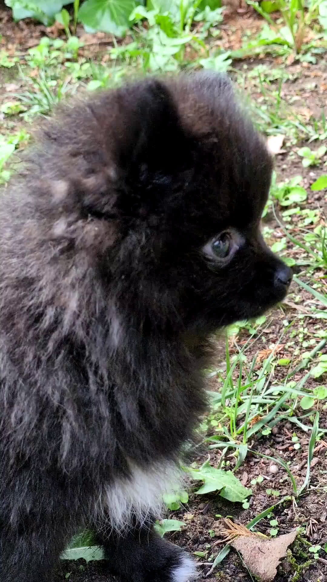 Pomerania perros en venta: Camada de pomerania - Video 4