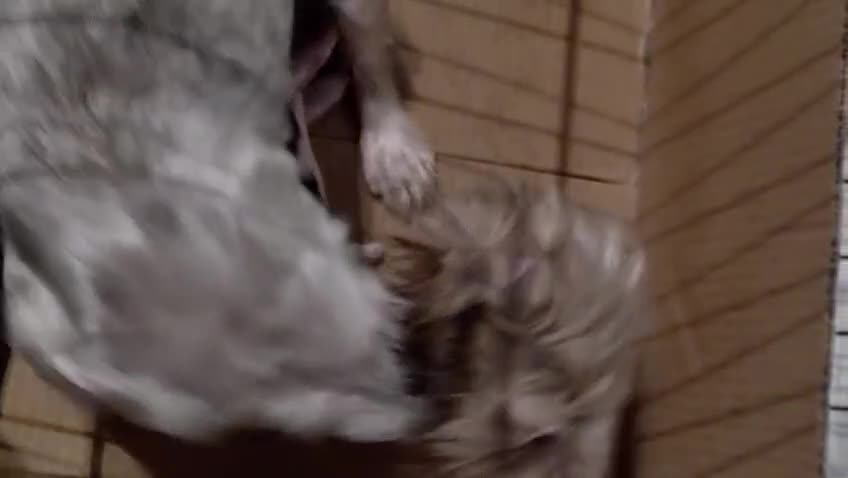 Biewer Yorkshire Terrier a la Pom Pon perros en venta: Yorkshire Biewer  - Video 1