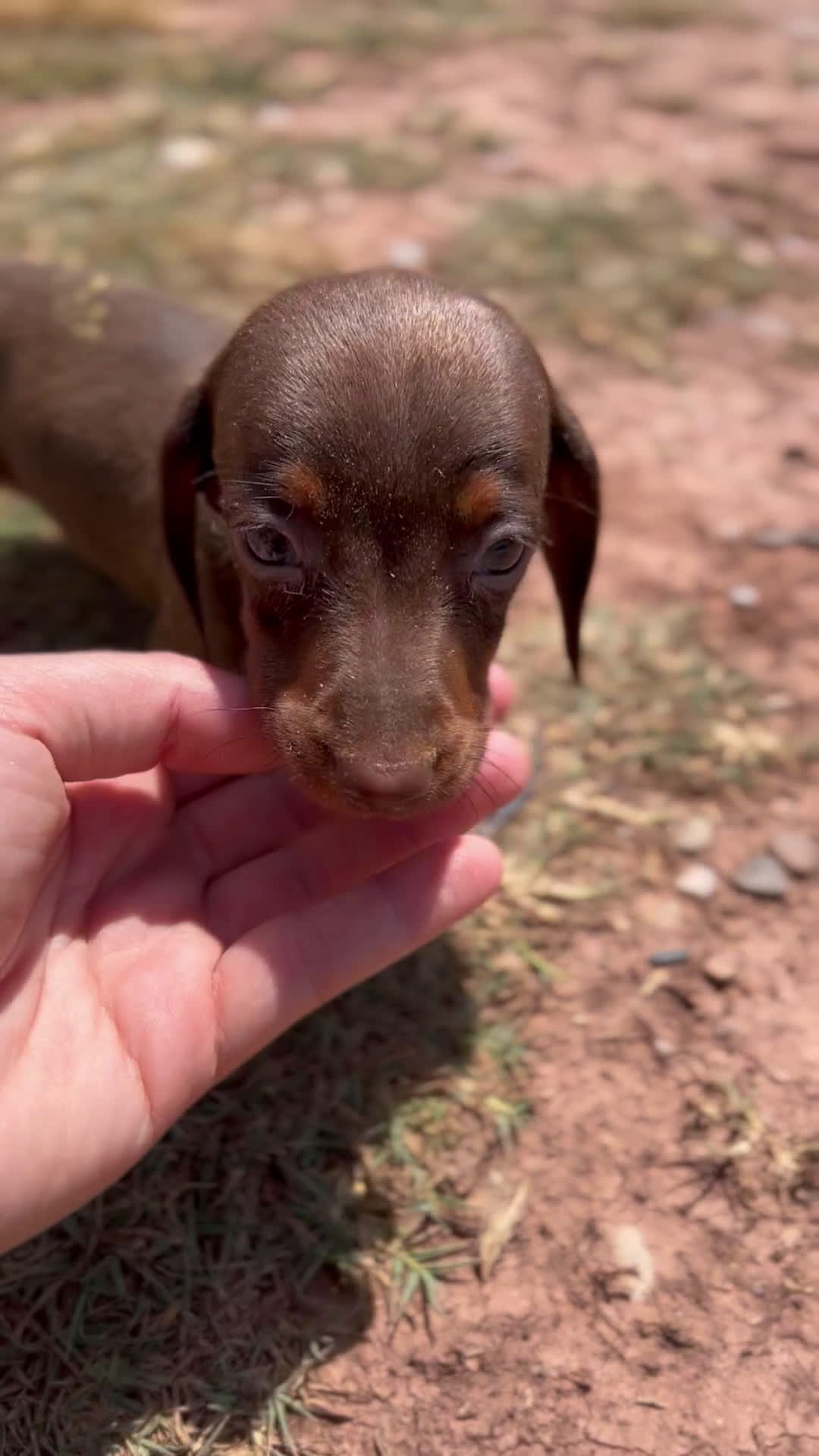 Teckel Miniatura perros en venta: Teckel Kaninchen - Video 1