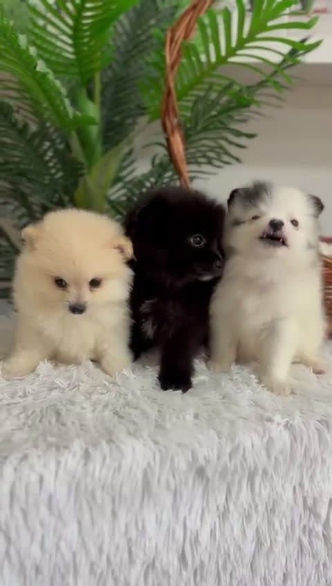 Pomerania perros en venta: POMERANIA MACHO - Video 1