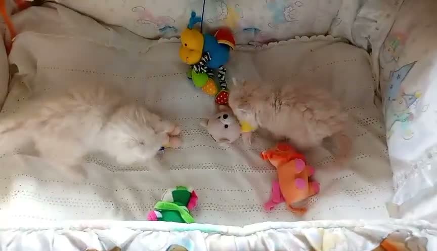 Persa gatos en venta: Gatitos persa Himalayos  - Video 1