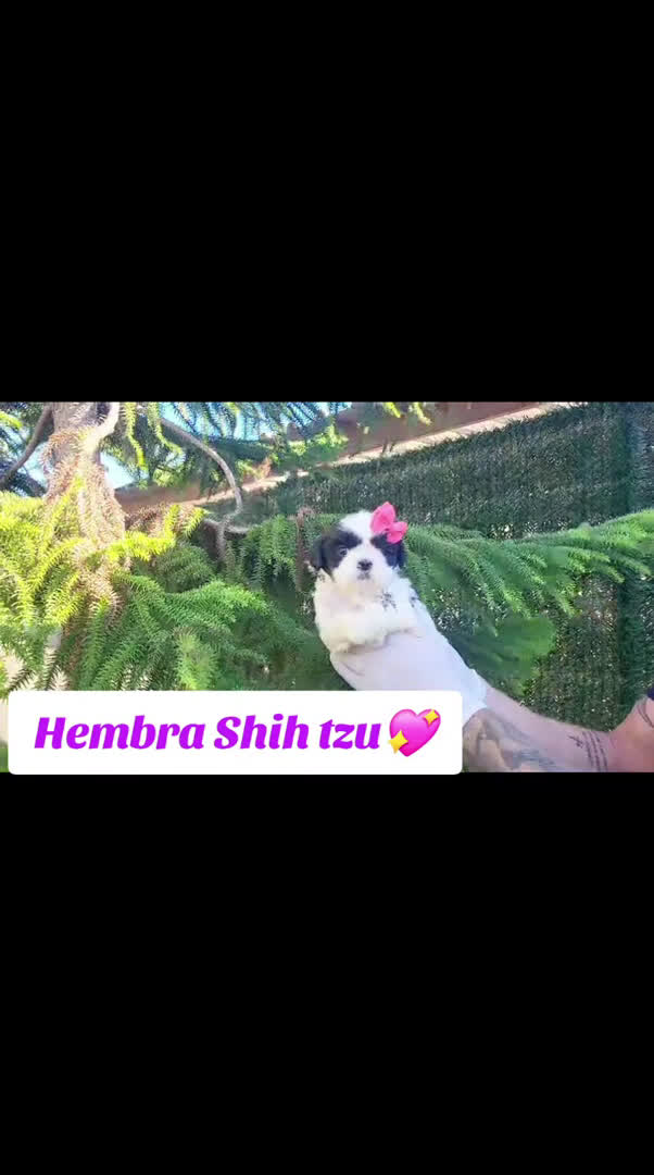 Shih Tzu perros en venta: Cachorritos de shihtzu preciosos!! en Valencia - Video 1
