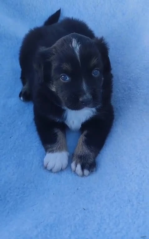 Pastor Miniatura Americano perros en venta: Pastor Americano  - Video 2