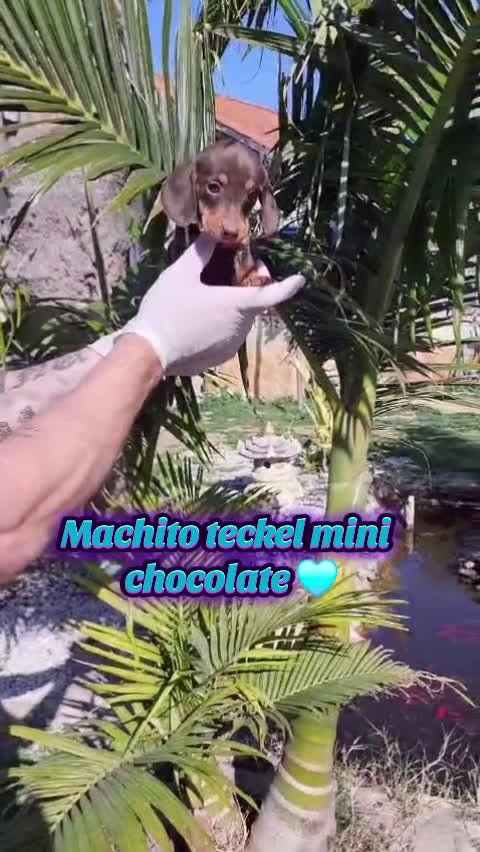 Teckel Miniatura perros en venta: Teckels miniaturas! Chocolates y negro fuegos! en Valencia - Video 4