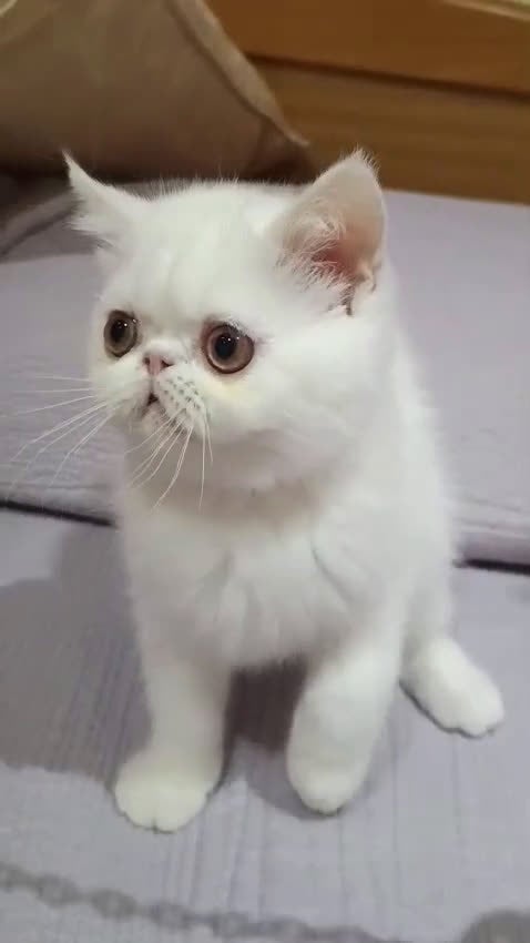 Exótico de Pelo Corto gatos en venta: Persa pelo corto - Exotico - Video 2