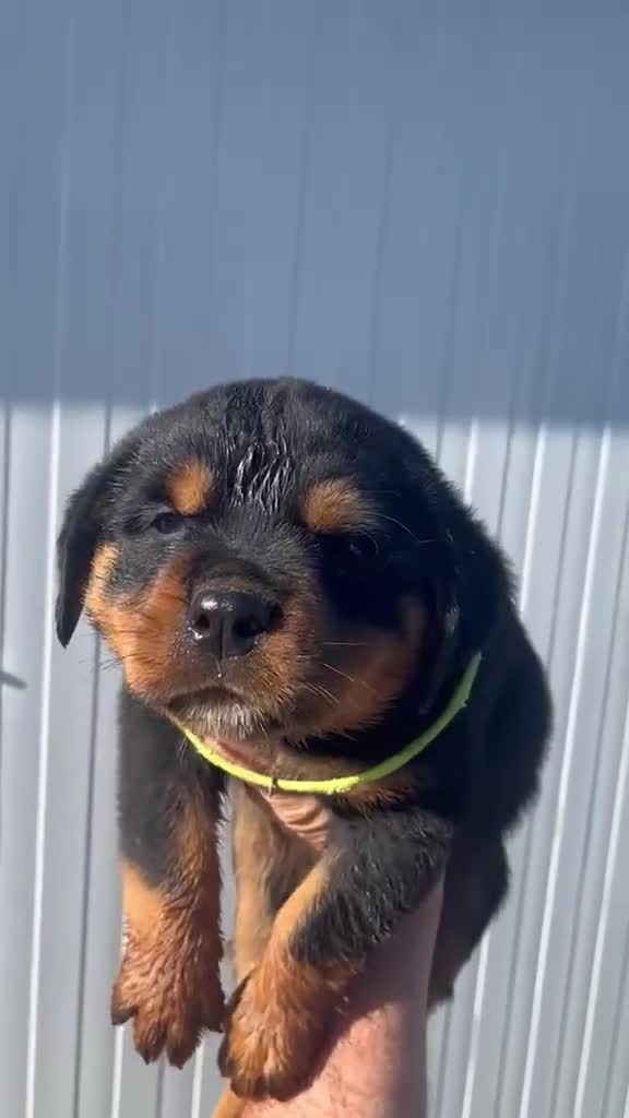 Rottweiler perros en venta:  Rottweiler  en Sevilla - Video 2