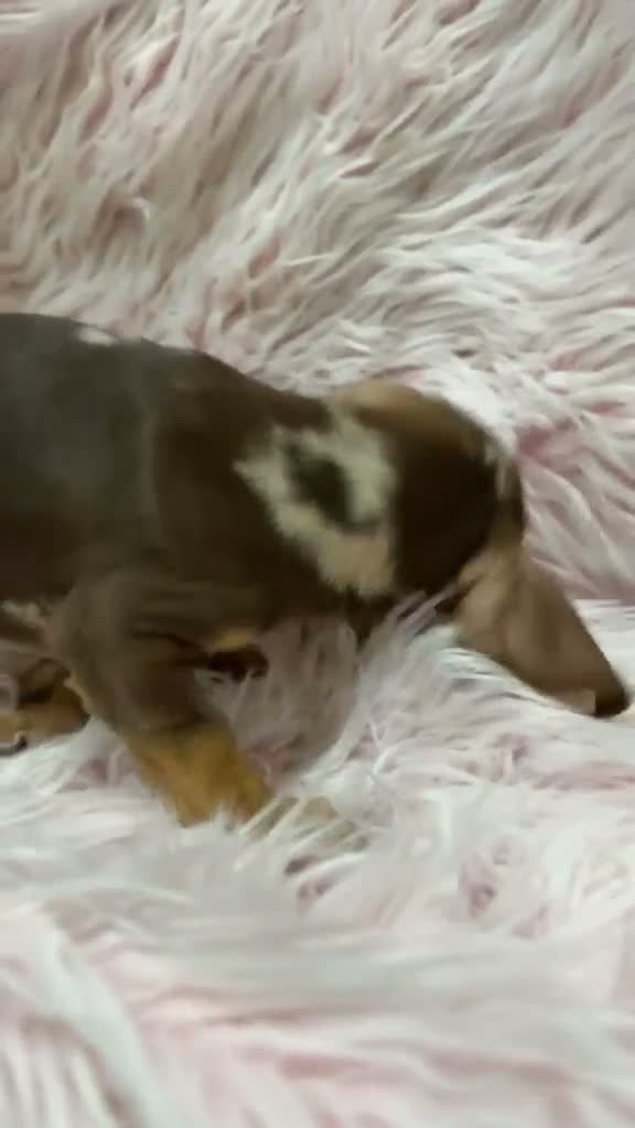 Teckel Miniatura perros en venta: Hembra teckel arlequin chocolate - Video 1