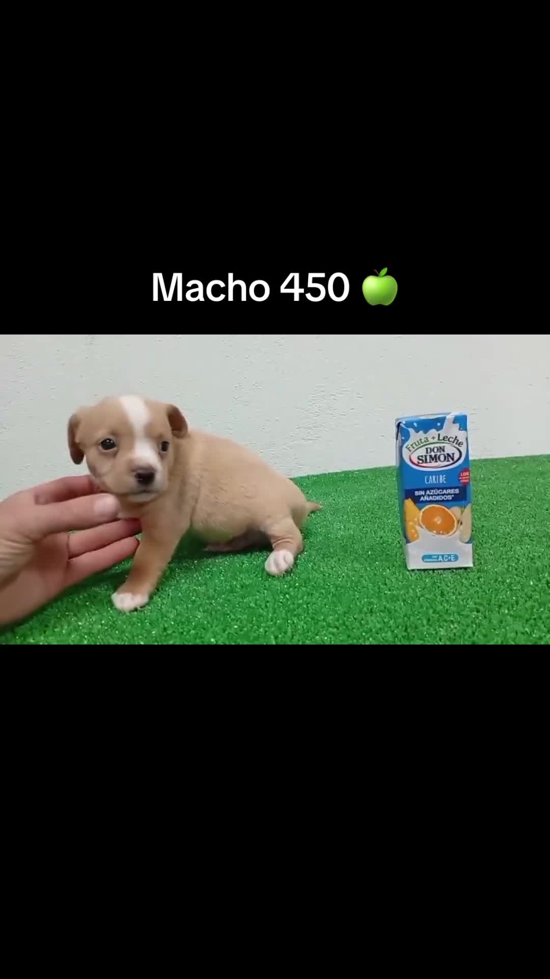 Pomchi perros en venta: Pomchis  - Video 1