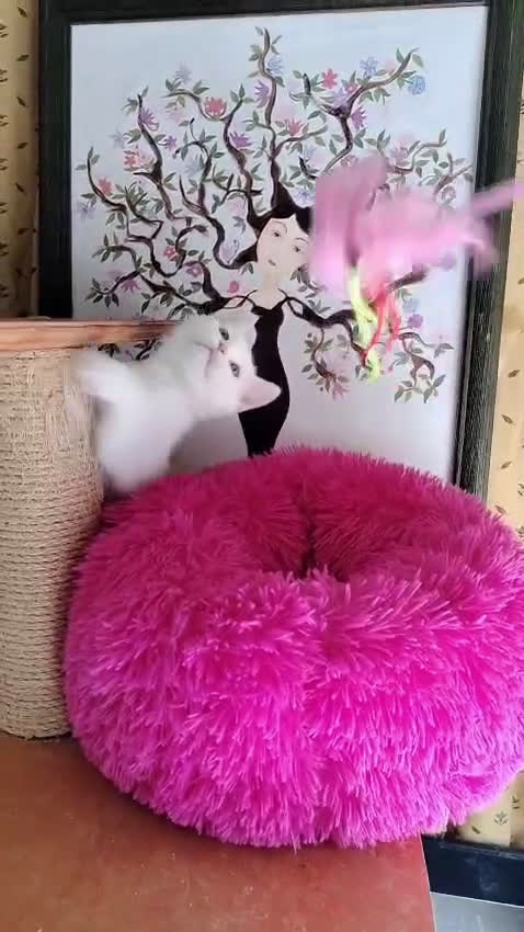 Chihuahua perros en venta: Chihuahua Toy macho precioso  - Video 1