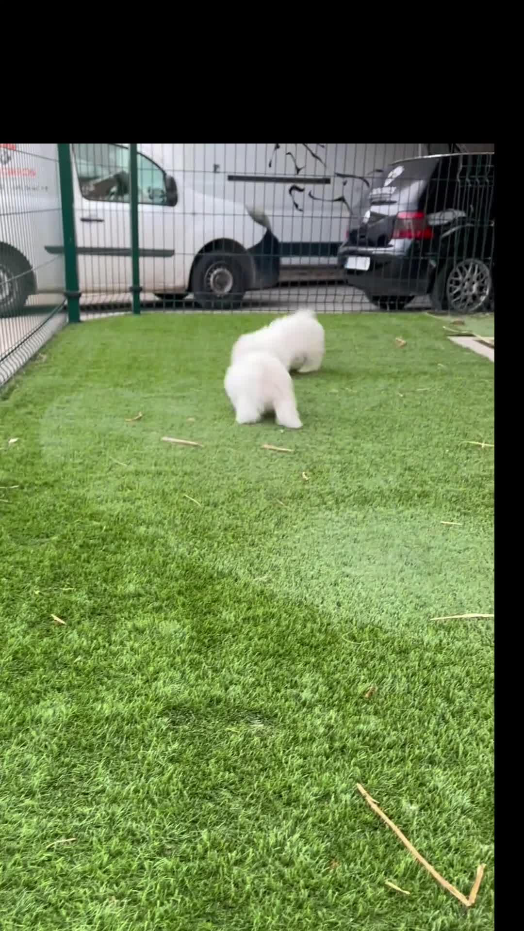 Bichón Maltés perros en venta: Bichón maltés  - Video 1
