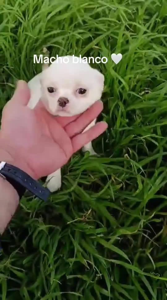 Chihuahua perros en venta: Chihuhuas machos - Video 4