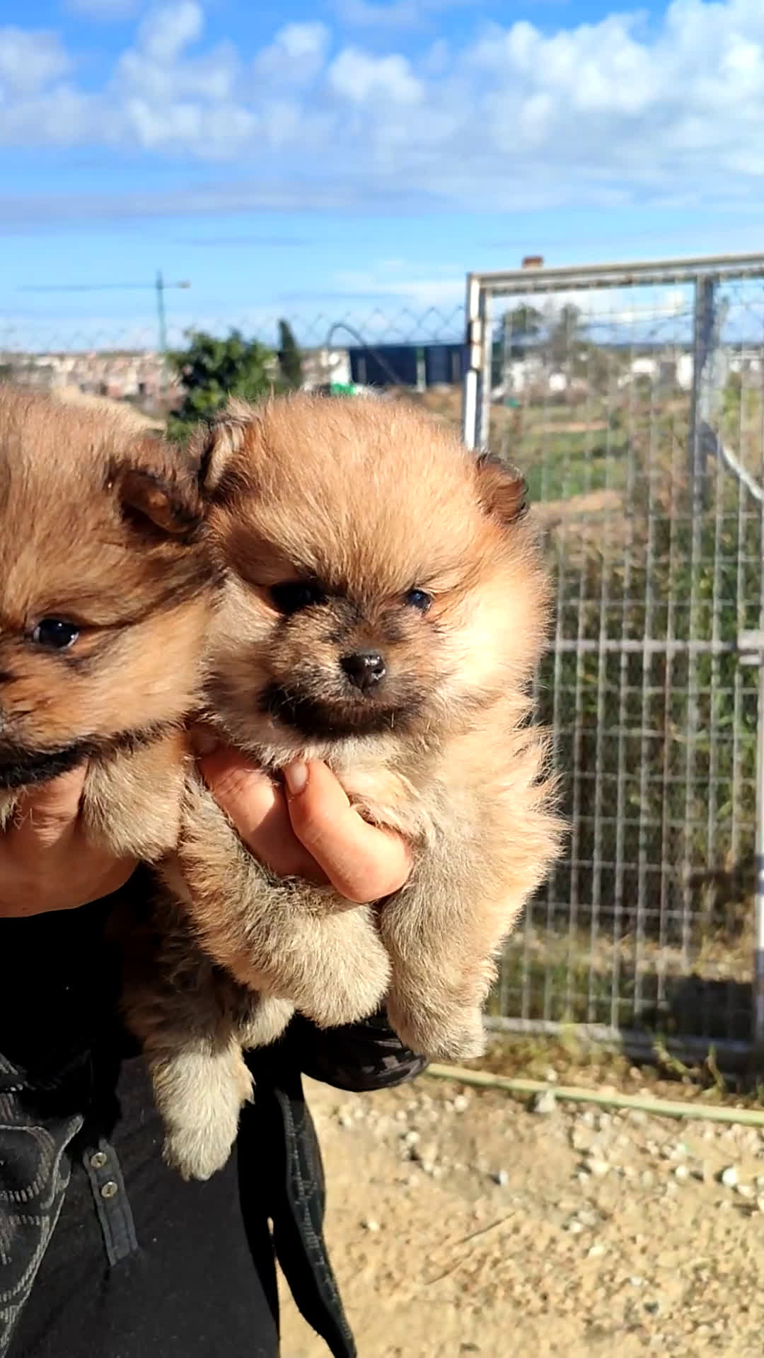 Pomerania perros en venta: Lulú de pomerania precio real - Video 1