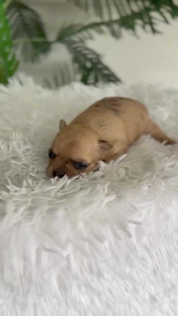 Chihuahua perros en venta: CHIHUAHUA  - Video 2