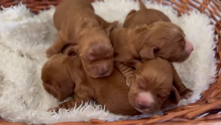 Cocker Spaniel Inglés perros en venta: COCKER SPANIEL INGLES - Video 1